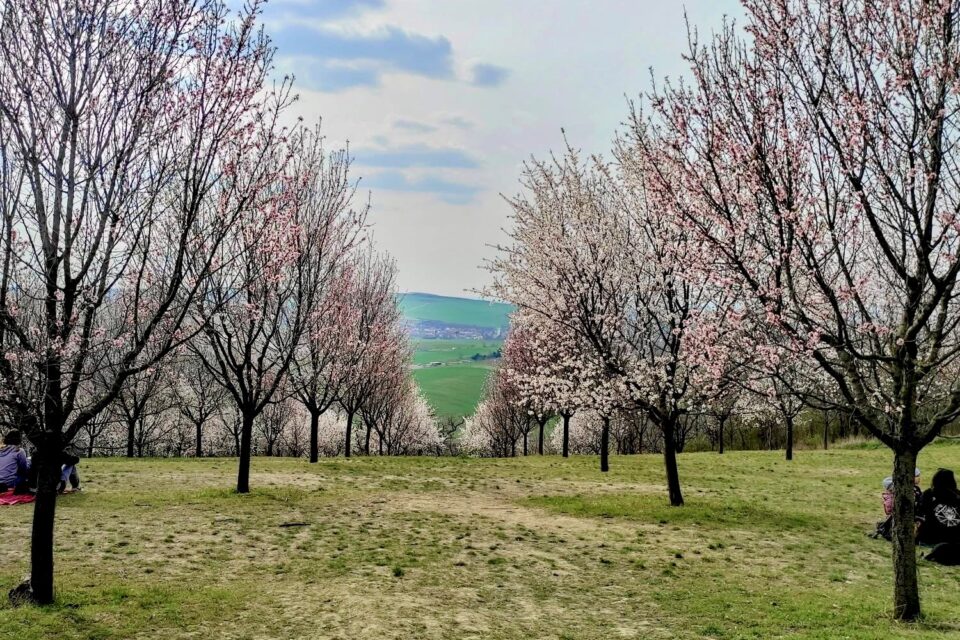 Mandloňové sady v Hustopečích - Ideální jarní výlet