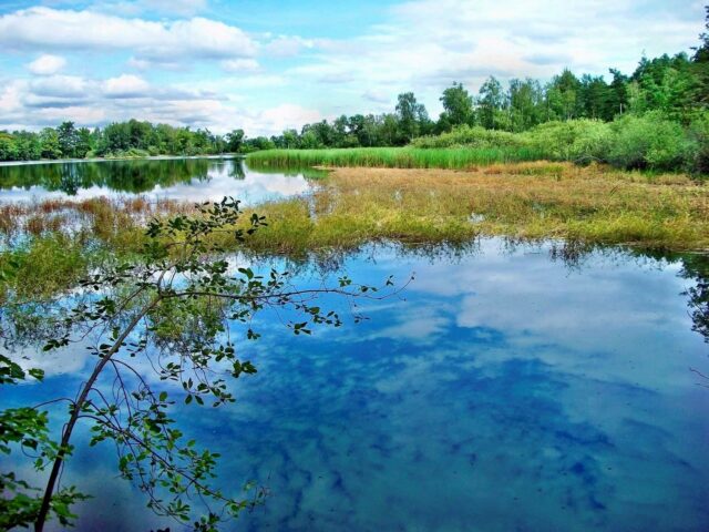 Veselí nad Lužnicí–Frahelž - Krásná trasa kolem rybníků